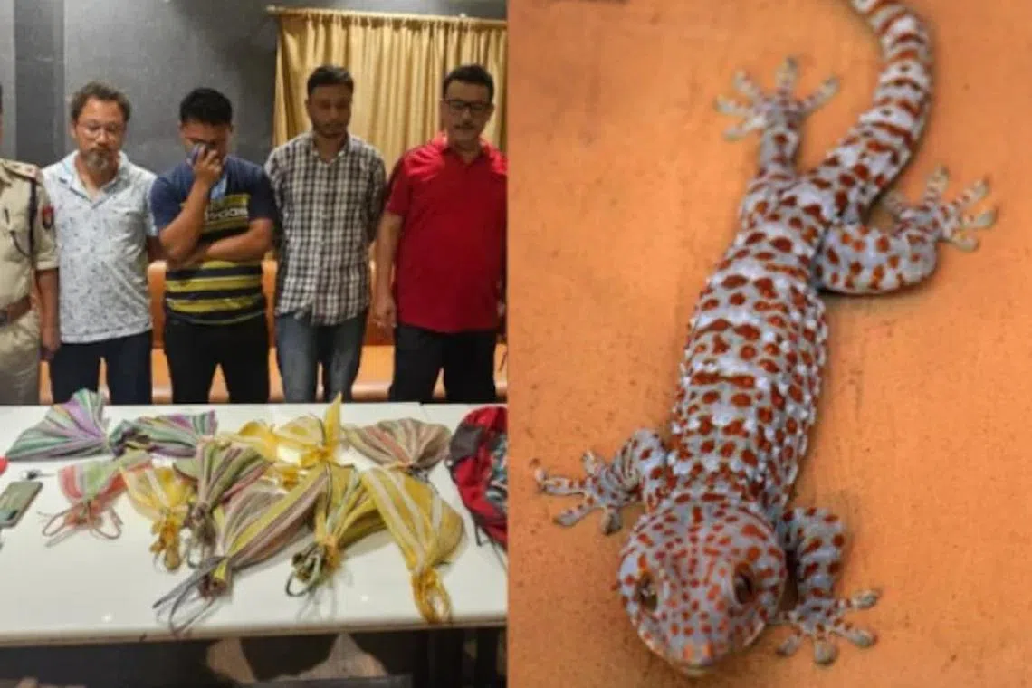 ஒரு பல்லி ரூ.60 லட்சம்; கடத்தல்காரர்கள் மூவர் கைது