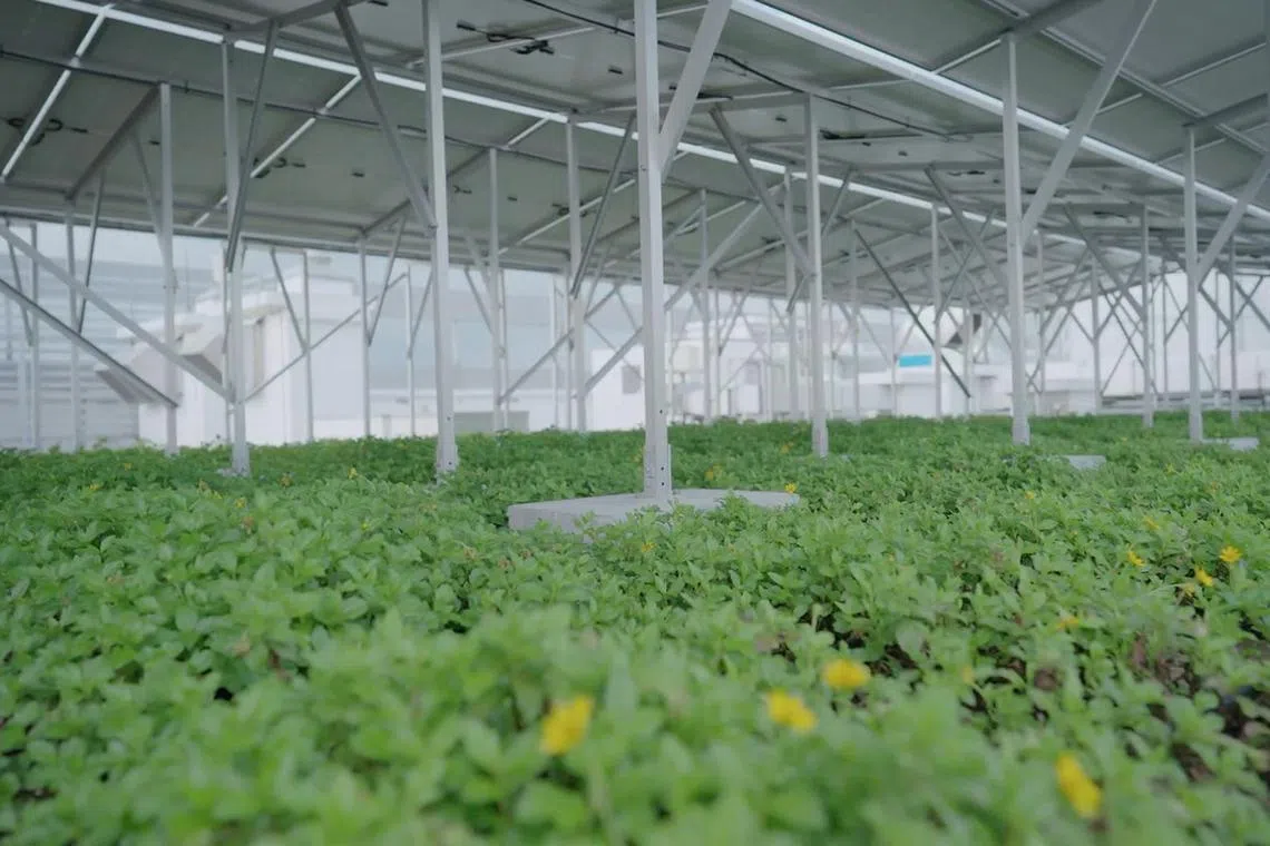 மின்சார உற்பத்தி அதிகரிப்பு, இடம் சேமிப்பு: ஆய்வு