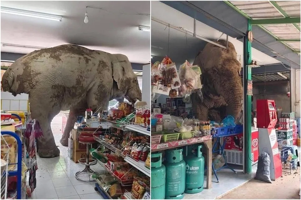 மளிகைக் கடையின் கூரையில் தலையும் உடலும் உரச, அந்த ஆண் யானை உணவுப் பொருள்களைத் தின்பதைக் காட்டும் படங்கள் சமூக ஊடகங்களில் பரவுகின்றன.