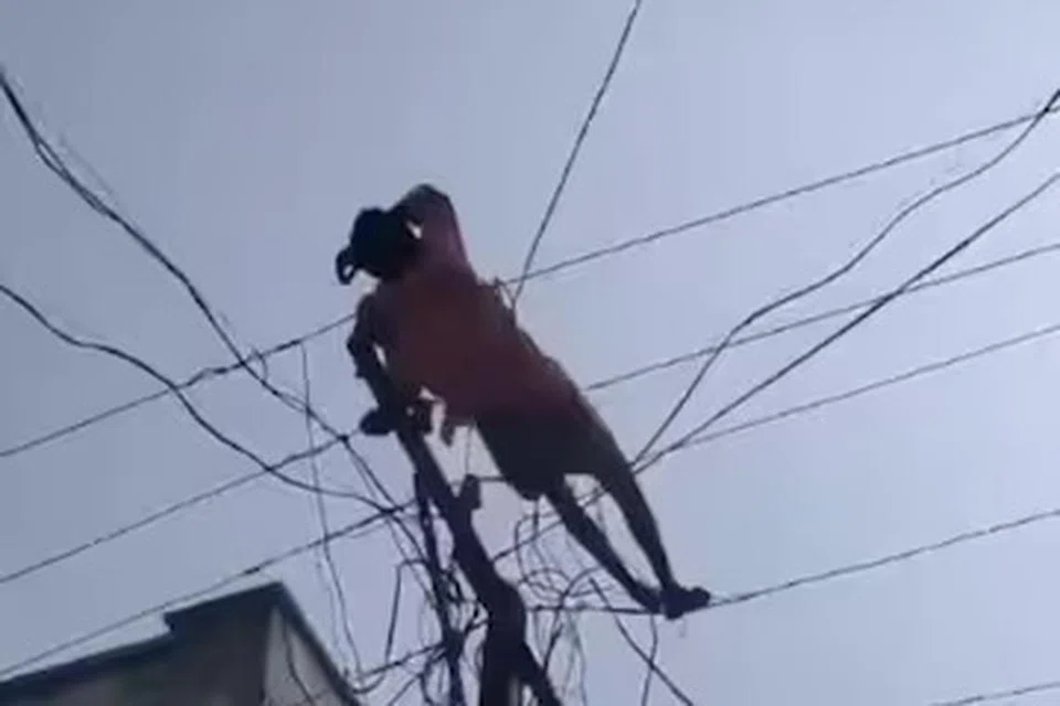 கூடி நின்றவர்கள் சொல்லியும் கேட்காமல் கம்பத்தில் ஏறி, மின்கம்பிகளின்மேல் படுத்துறங்கிய ஆடவர்.
