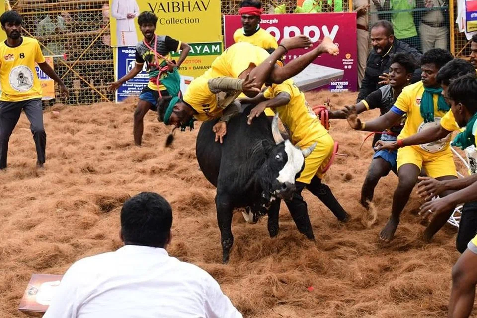 மதுரை பாலமேட்டில் புதன்கிழமை (15 ஜனவரி 2025) நடந்த ஜல்லிக்கட்டுப் போட்டியில் தன்னை அடக்கவரும் காளையர்களிடம் தப்பிக்கப் போராடும் காளை.