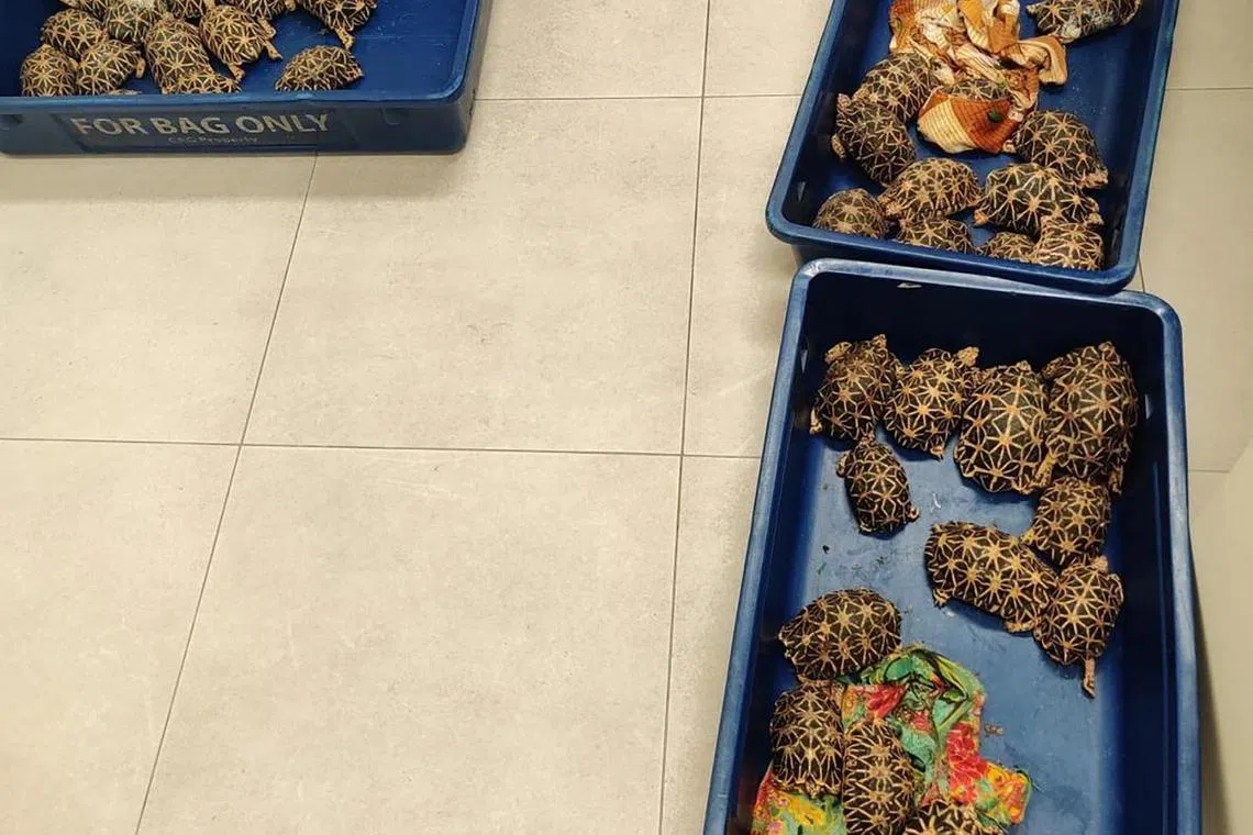 சாங்கி விமான நிலையத்தில் 58 இந்திய நட்சத்திர ஆமைகளுடன் பிடிபட்டவருக்கு 16 மாதச் சிறை