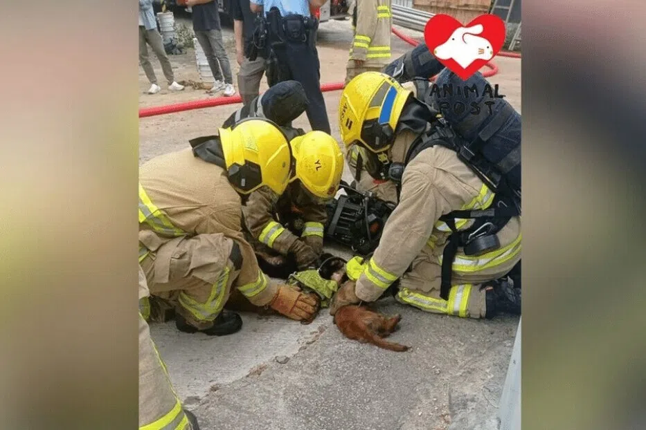 விலங்குகள் நிலையத்தில் தீச்சம்பவம்; 20 நாய்கள் பலி