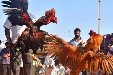 ஈரோடு, நாமக்கல் மாவட்டங்களில் கோவில் திருவிழாக்களின்போது பாரம்பரியச் சேவல் சண்டை நடத்த அனுமதி கோரி, ஈரோட்டைச் சேர்ந்த அருண்குமார் என்பவர் சென்னை உயர் நீதிமன்றத்தில் மனு தாக்கல் செய்திருந்தார்.