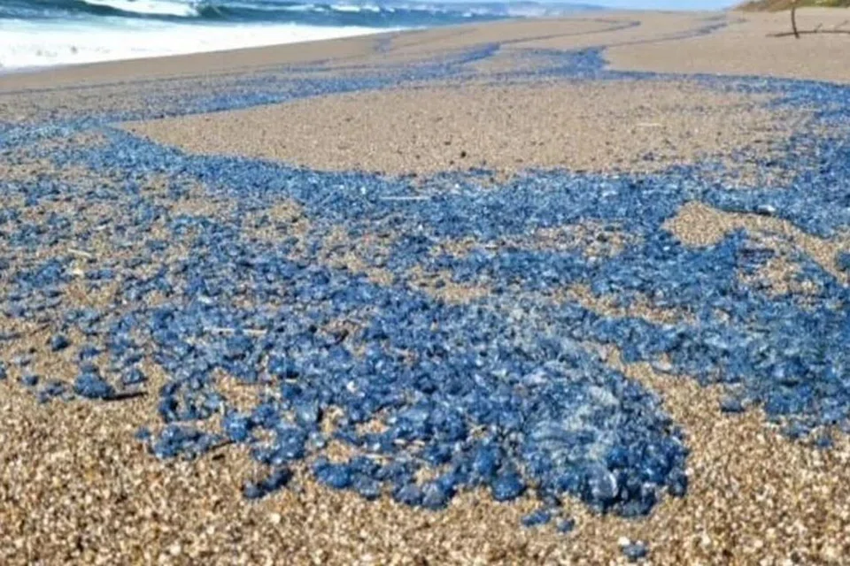 படம்: Point Reyes National Seashores national park 