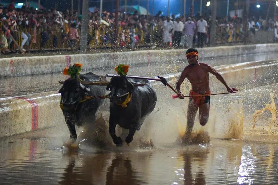 கம்பளா போட்டியில் எருமைகளை விரட்டிச் செல்லும் வீரர்.