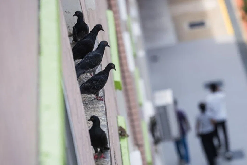 புறாக்களின் எச்சங்கள் சுவர்களிலும் சன்னல்களிலும் படிந்துள்ளதால் துர்நாற்றமும் சுகாதாரக் கேடும் ஏற்படுகிறது.
