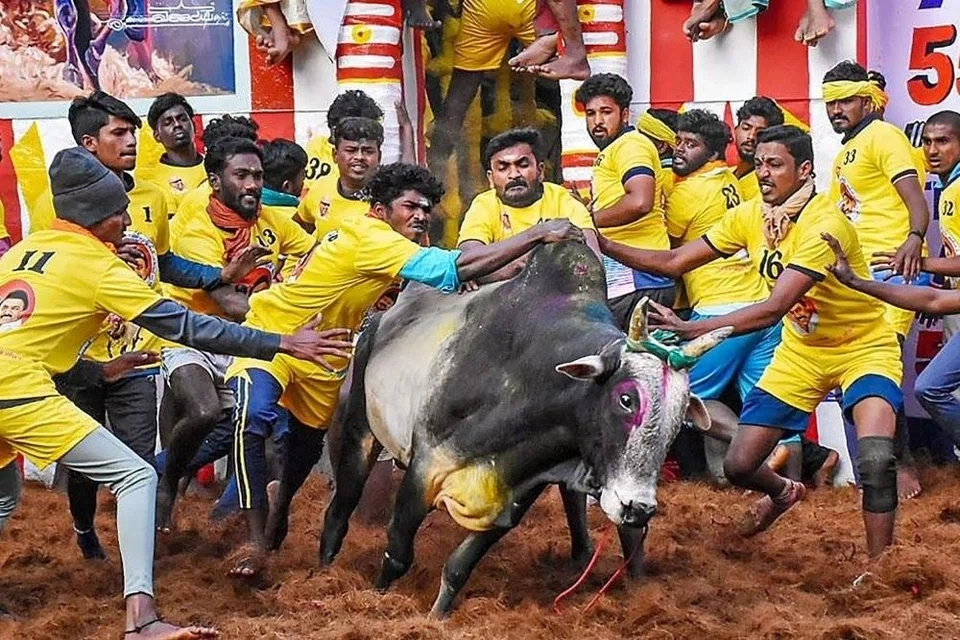 தமிழர் திருநாளாம் தைப்பொங்கலை முன்னிட்டு, மதுரையின் முதல் ஜல்லிக்கட்டுப் போட்டியான அவனியாபுரம் ஜல்லிக்கட்டு வியாழக்கிழமை (ஜனவரி 15) காலை உற்சாகத்துடன் தொடங்கியது.