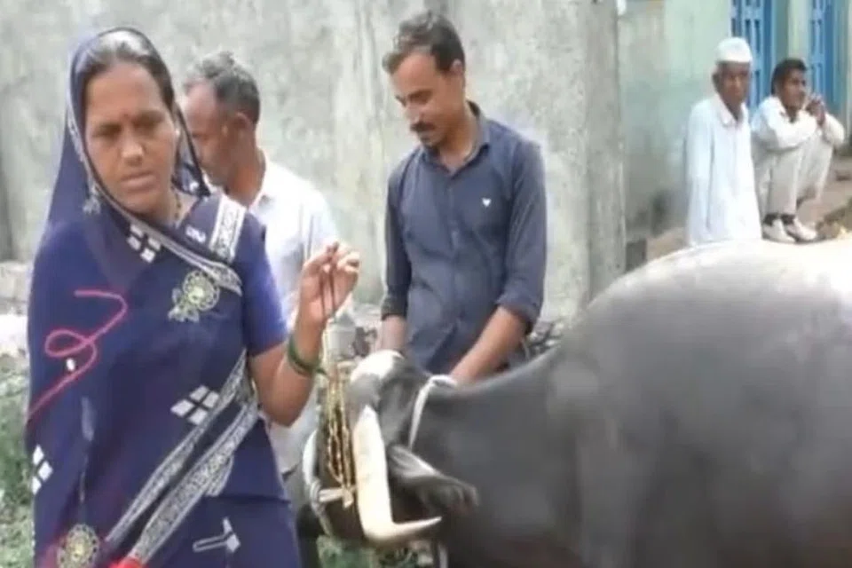 எருமையின் வயிற்றிலிருந்து மீட்கப்பட்ட தாலிச் சங்கிலியின் மதிப்பு இரண்டரை லட்ச ரூபாய்வரை இருக்கும் எனச் சொல்லப்பட்டது.