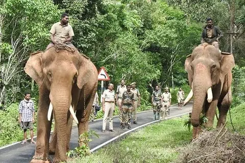 நீலகிரி மாவட்டம் முதுமலையில் 8 யானைகளும் ஈரோடு மாவட்டம் சத்தியமங்கலத்தில் 8 யானைகளும் இறந்துவிட்டன.