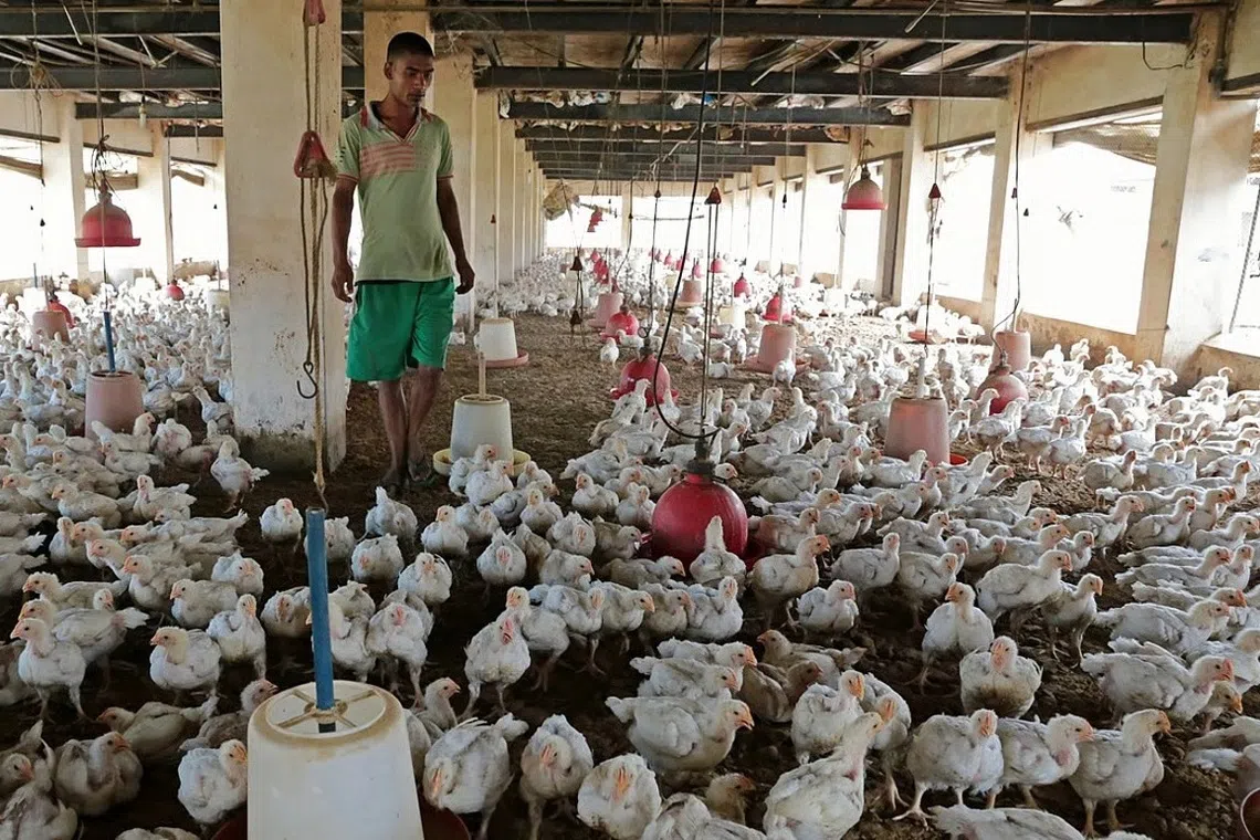 கேரளாவில் பரவும் பறவைக் காய்ச்சல்; தமிழகத்திலும் பாதுகாப்பு நடவடிக்கைகள்