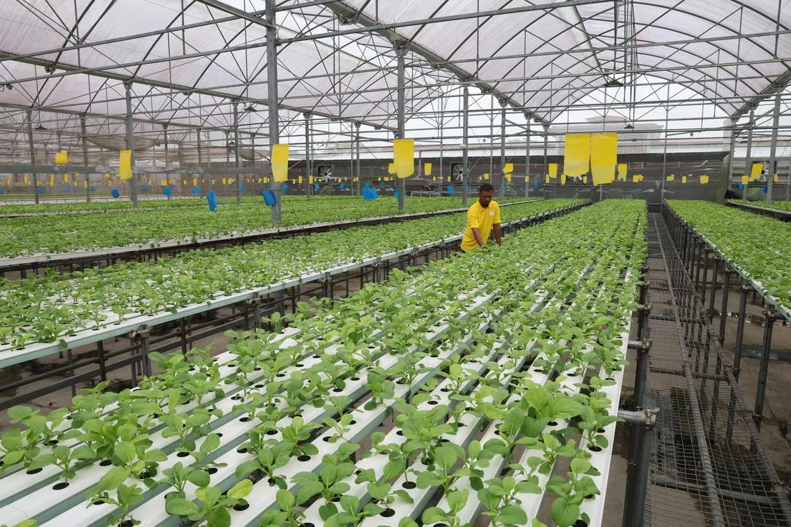 சிங்கப்பூர்ப் பண்ணைகளுக்கு உதவ $70 மில்லியன் வேளாண் உணவுக் குழும உருமாற்ற நிதி