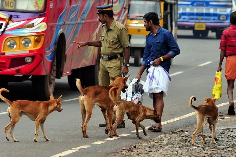 இந்தியாவில் தெருநாய்க் கடிக்கு ஆளாவதாக செய்திகள் வெளியாவது வாடிக்கையாகிவிட்டது. மாதிரிப்படம்