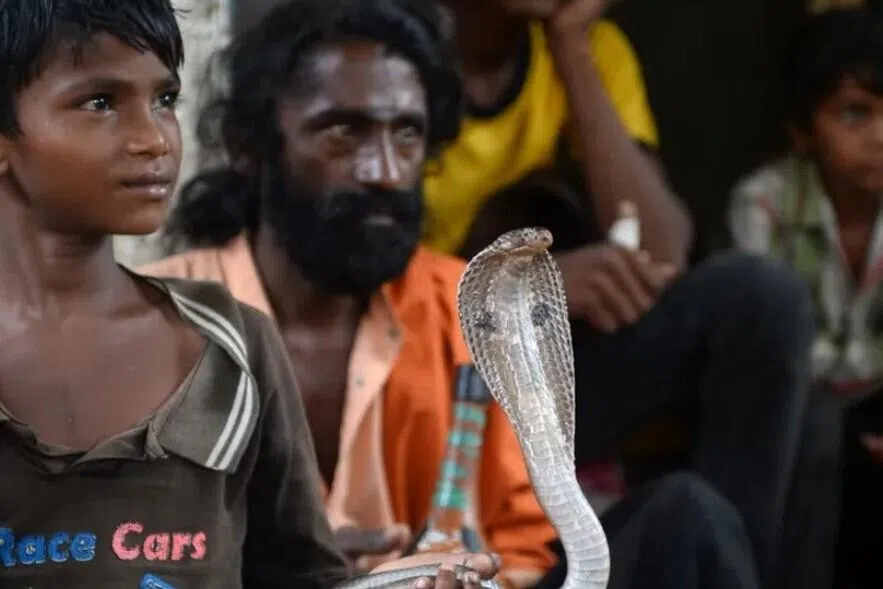 இந்தியாவில் பாம்பு கடித்து 431 பேர் உயிரிழப்பு