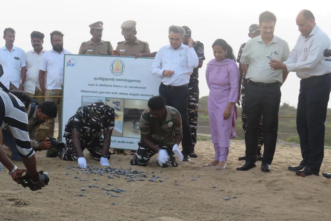 229,000 ஆமைக்குஞ்சுகள்: தமிழ்நாடு சாதனை