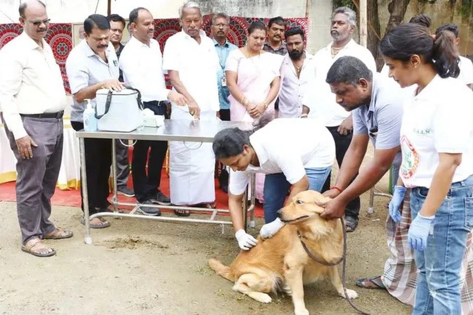 தெருநாய்களுக்கு ரேபிஸ் சிறப்பு தடுப்பூசி போடும் முகாம் தமிழகத்தில் இடம்பெற்று வருகிறது. ஜூன் மாதம் சேலம் மாநகராட்சி சார்பில் நடைபெற்ற முகாம். 