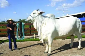 ரூ.41 கோடிக்கு ஏலம்போன ‘வியாடினா 19’.