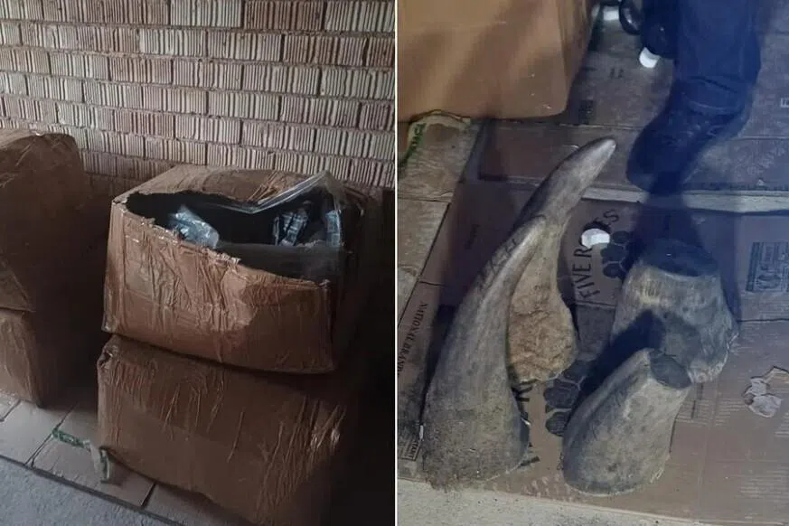 சிங்கப்பூரின் உதவியால் 55.4 கிலோ காண்டாமிருகக் கொம்புகள் பறிமுதல்