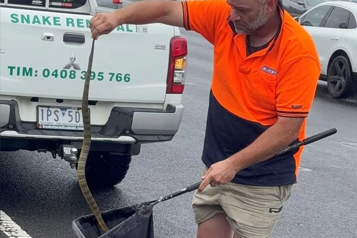 ஆஸ்திரேலியாவில் உயிருக்கு ஆபத்தான பாம்பு காலில் ஏறுவதைக் கண்ட ஓட்டுநர்