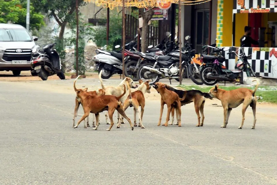 கும்பகோணம் ஆரோக்கியசாமி நகரைச் சேர்ந்த அஸ்லான பேகம் 7, தெருநாய்களின் தாக்குதலால் உடை கிழிந்தநிலையில் அதிர்ஷ்டவசமாகத் தப்பியுள்ளார்.