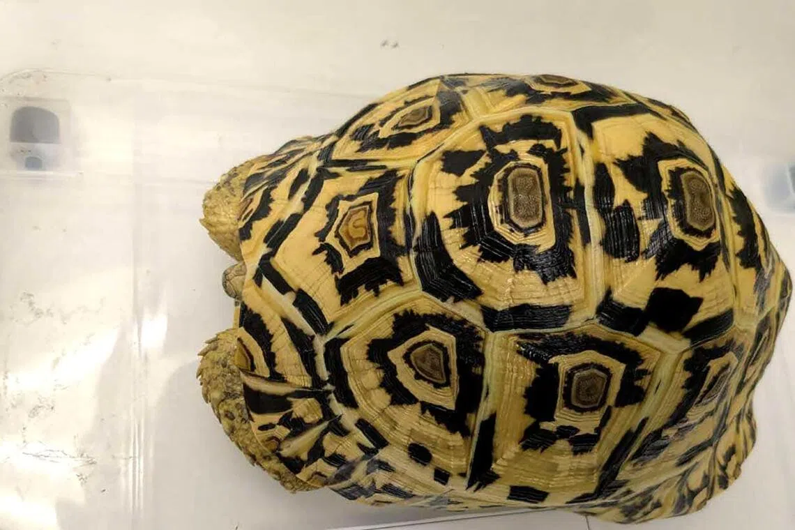 சட்டவிரோத வனவிலங்கு வர்த்தகம்: திடீர் சோதனையில் விலங்குகள் பறிமுதல்