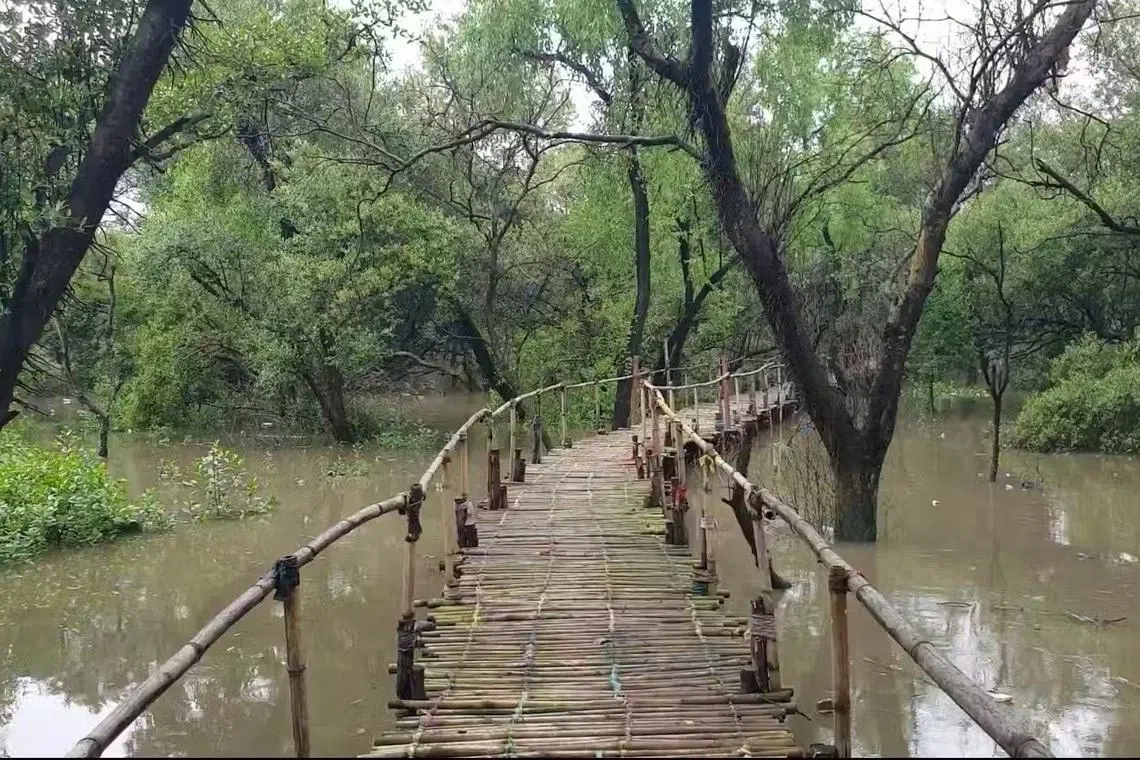 மும்பையில் 955 ஹெக்டேர் சதுப்பு நிலக் காடுகள் பாதுகாக்கப்பட்ட மண்டலமாகிறது