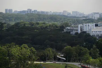 2021ஆம் ஆண்டு மார்ச் 8ஆம் தேதி எடுக்கப்பட்ட படத்தில் காணப்படும் உட்லண்ட்ஸ் வனப்பகுதி. 