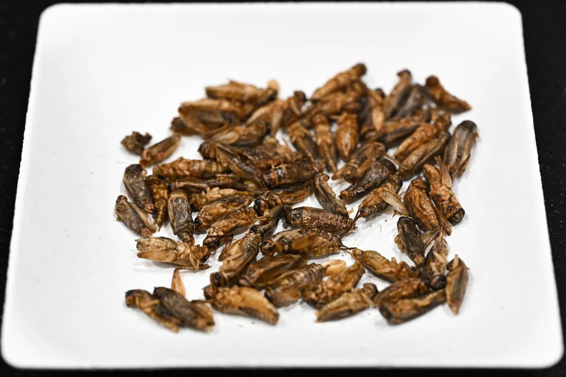 பெரும் வளர்ச்சி காணவுள்ள தாய்லாந்தின் பூச்சி உணவுத் துறை