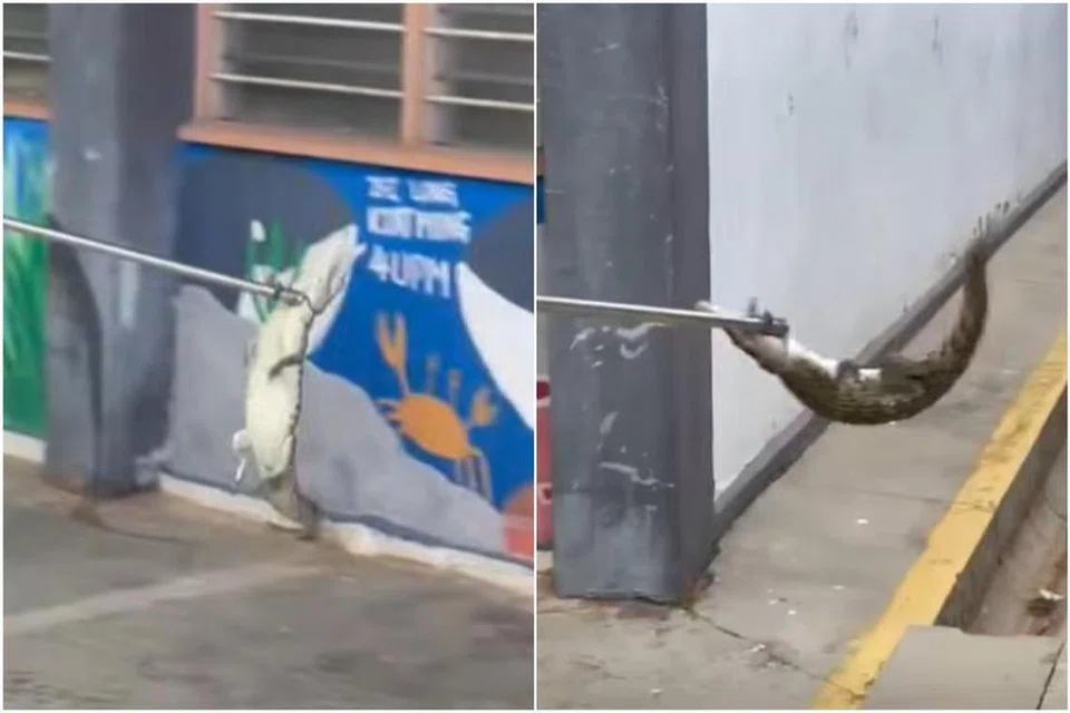 ரெங்கம் தீயணைப்பு, மீட்பு நிலையக் குழுவினர் முதலைக் குட்டியைப் பிடித்தனர்.