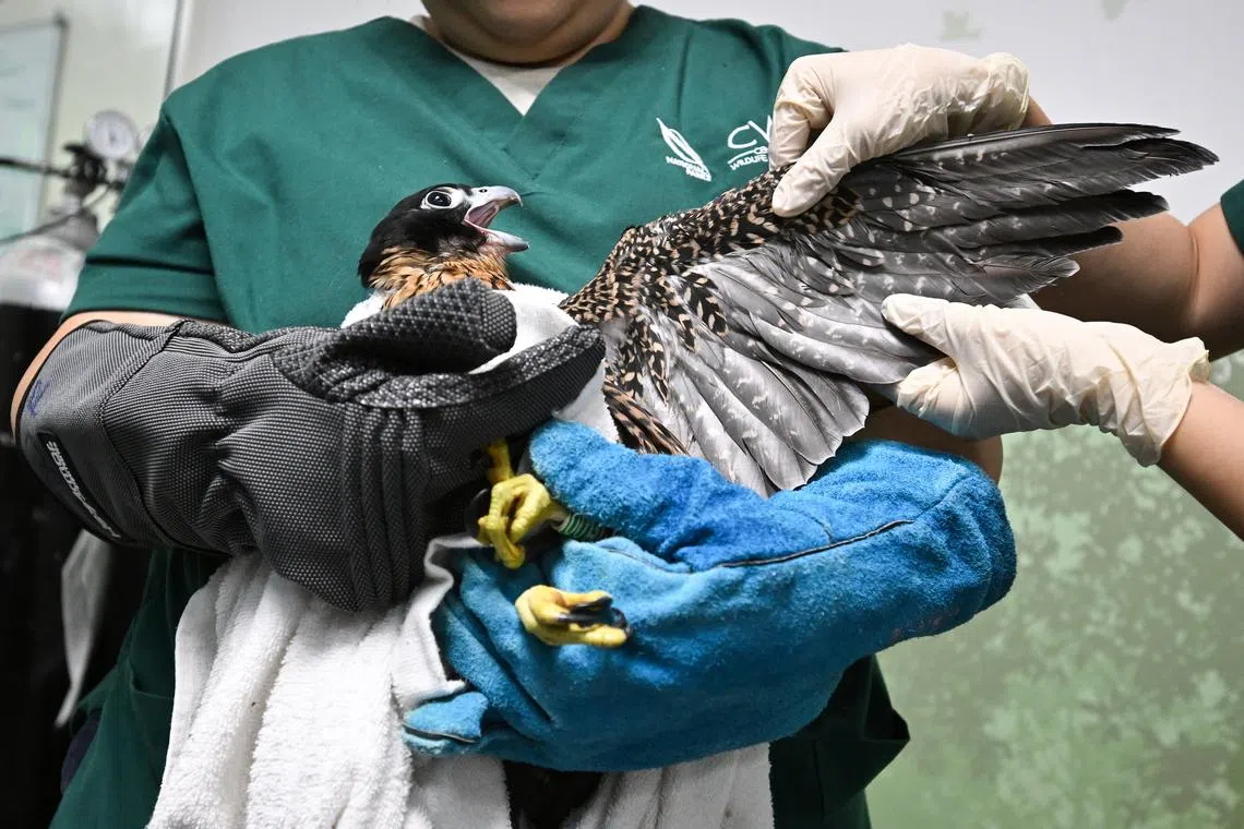 விலங்குநல மருத்துவத் துறையை முறைப்படுத்தும் புதிய சட்டம் 