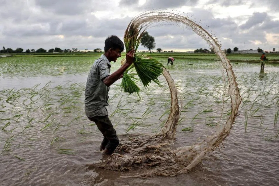 மலேசியாவில் இறக்குமதியாகும் அரிசியில் 40 விழுக்காடு இந்தியா மற்றும் பாகிஸ்தானிலிருந்து வருபவை.