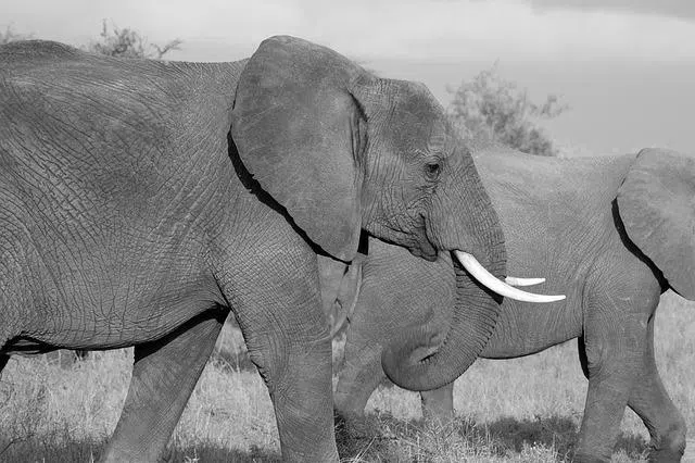 காட்டு யானைகள் அட்டகாசம்:  ஒரே குடும்பத்தைச் சேர்ந்த நால்வர் உட்பட அறுவர் உயிரிழப்பு