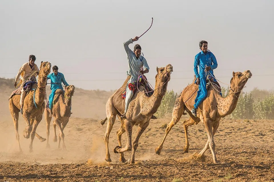 மூன்று நாள் பாலைவனத் திருவிழாவின் ஒரு பகுதியாக இடம்பெறும் ஒட்டகப் பந்தயம். 