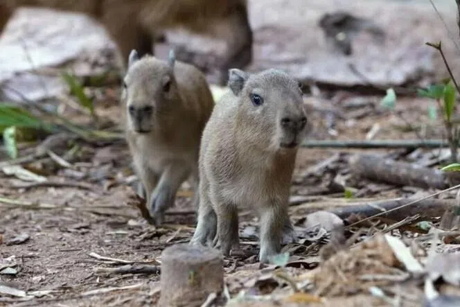 மண்டாய் வனவிலங்குக் காப்பகத்தில் பிறந்த காப்பிபாரா மரணம்