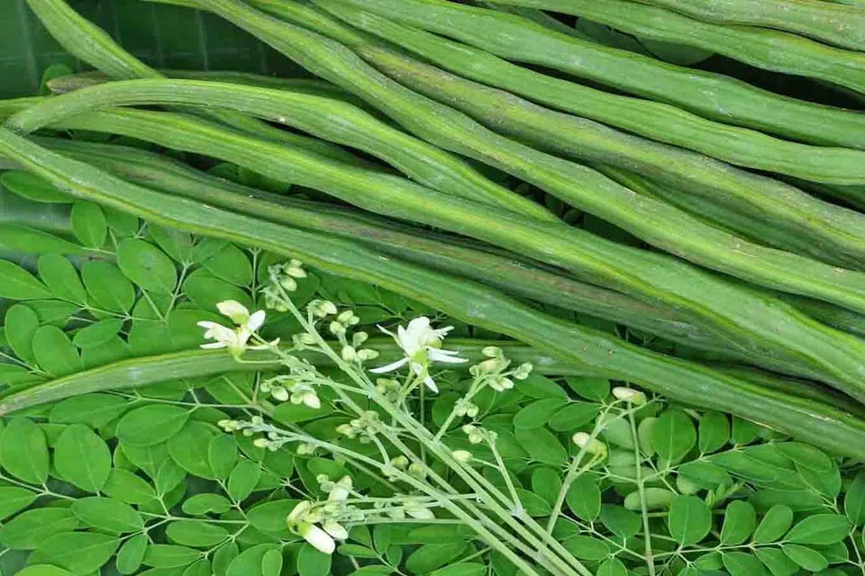 முருங்கைக்காய், கீரை, பூ மூன்றையும் நாள்தோறும் சாப்பிடலாம்.