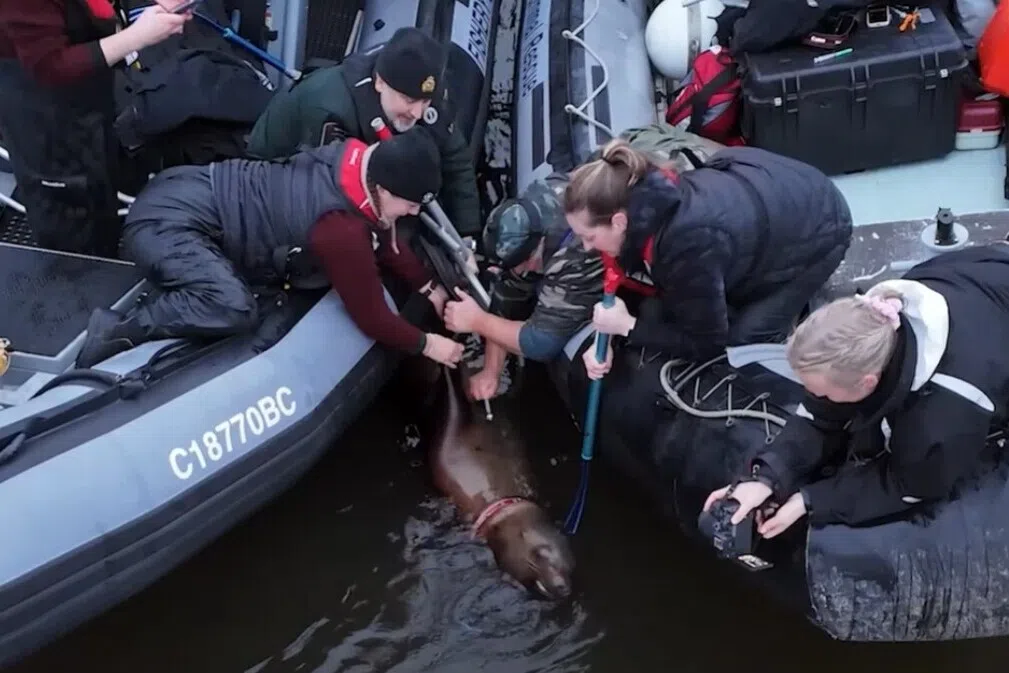 கடல் சிங்கத்தைக் காப்பாற்ற ஒரு மாதம் போராடிய ஆர்வலர்கள்