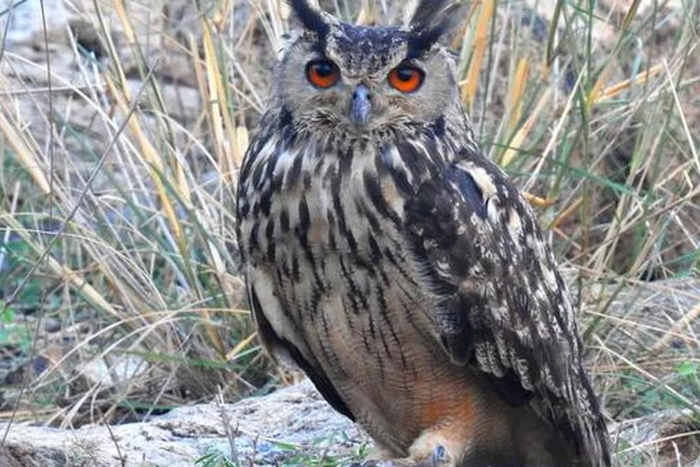 தமிழகத்தில் முதன்முறையாக ஆந்தைகள், கழுகுகள் கணக்கெடுப்பு  