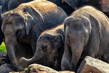 இலங்கையில் கடந்த 10 ஆண்டில் மட்டும் கிட்டத்தட்ட 40 யானைக் குட்டிகள் அதனதன் தாயிடமிருந்து திருடப்பட்டதாக ஆய்வாளர்கள் கூறுகின்றனர்.