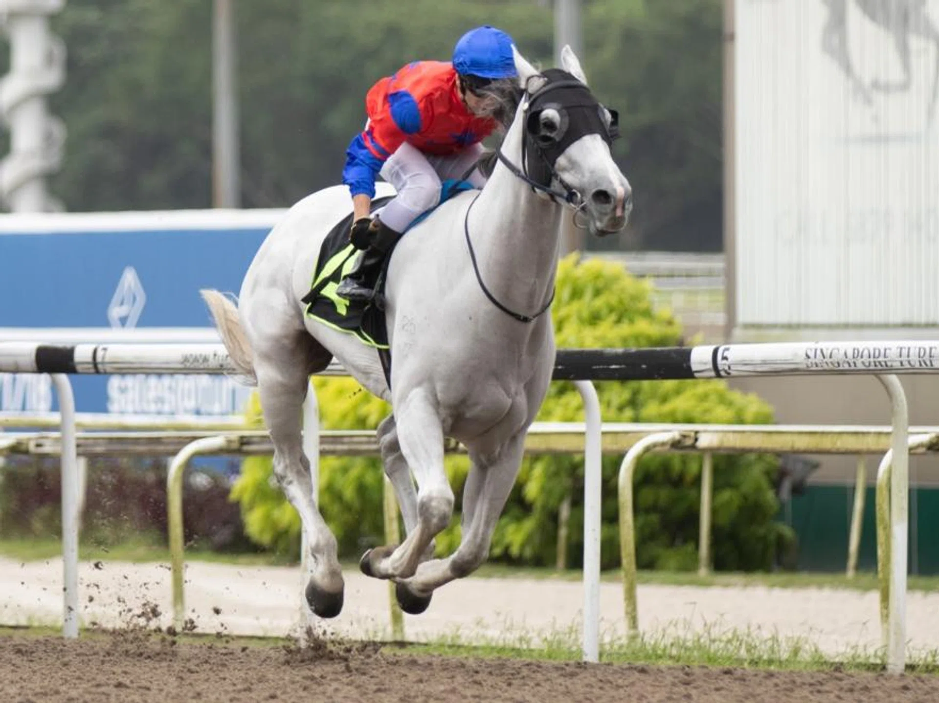Tim Fitzsimmons' ghostly grey Illustrious is always a sight to behold when he leads all the way at Kranji. The star has dimmed a little, but he will aim to resume winning ways on June 1. The last of his six wins came on May 6, 2023.
