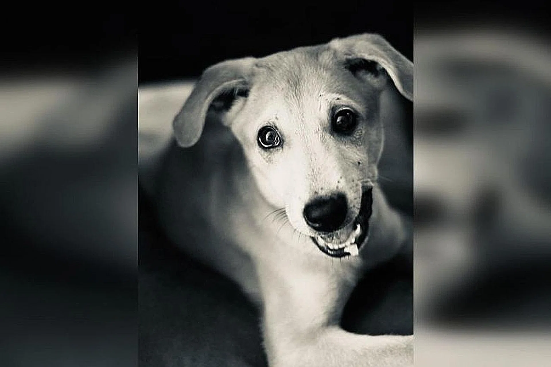The euthanasia of Loki drew public attention earlier this year, with some netizens alleging the dog was put down unnecessarily. 