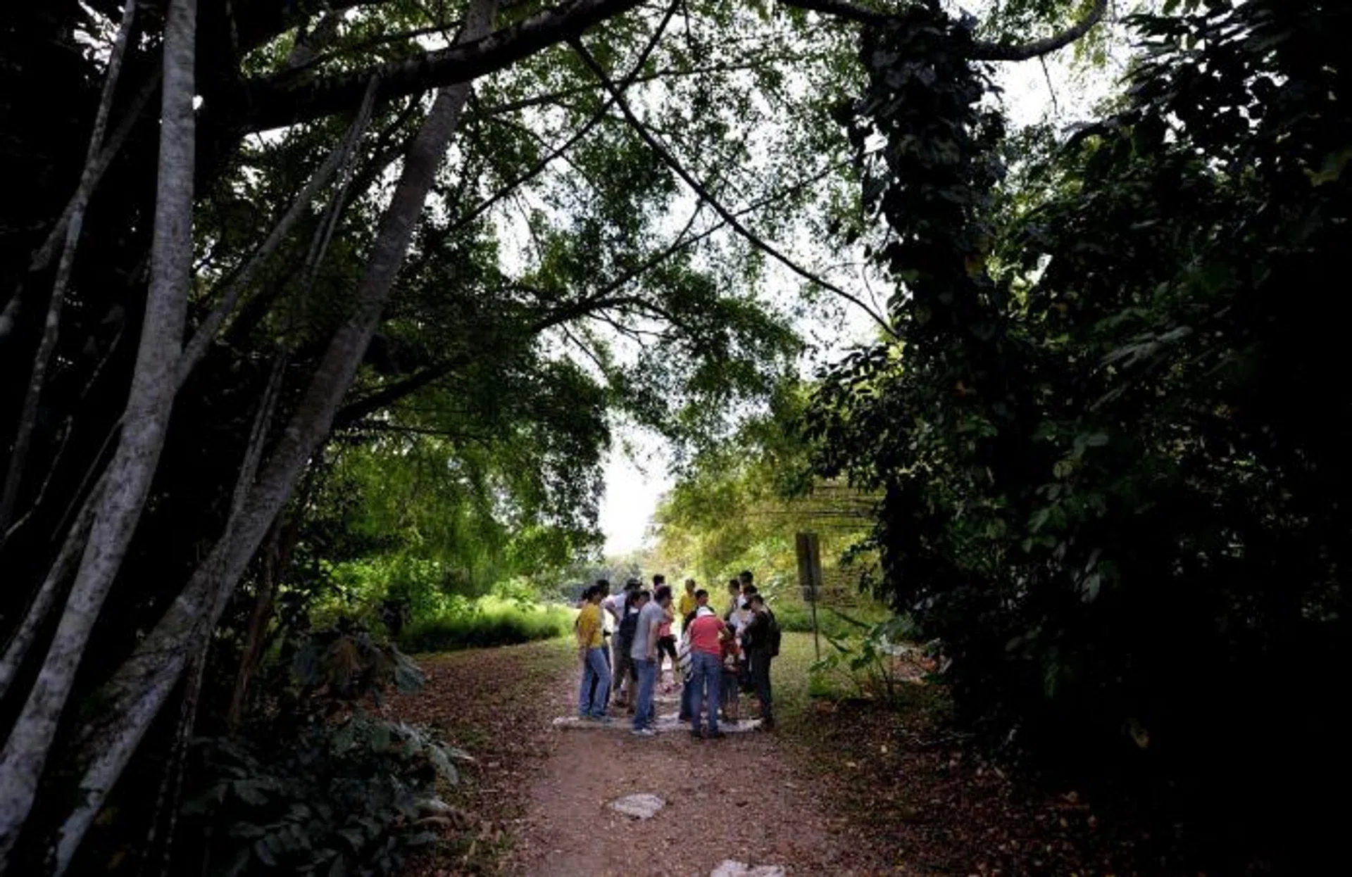 The Love Our MacRitchie Forest guides leading a tour through the trails of the CCNR.