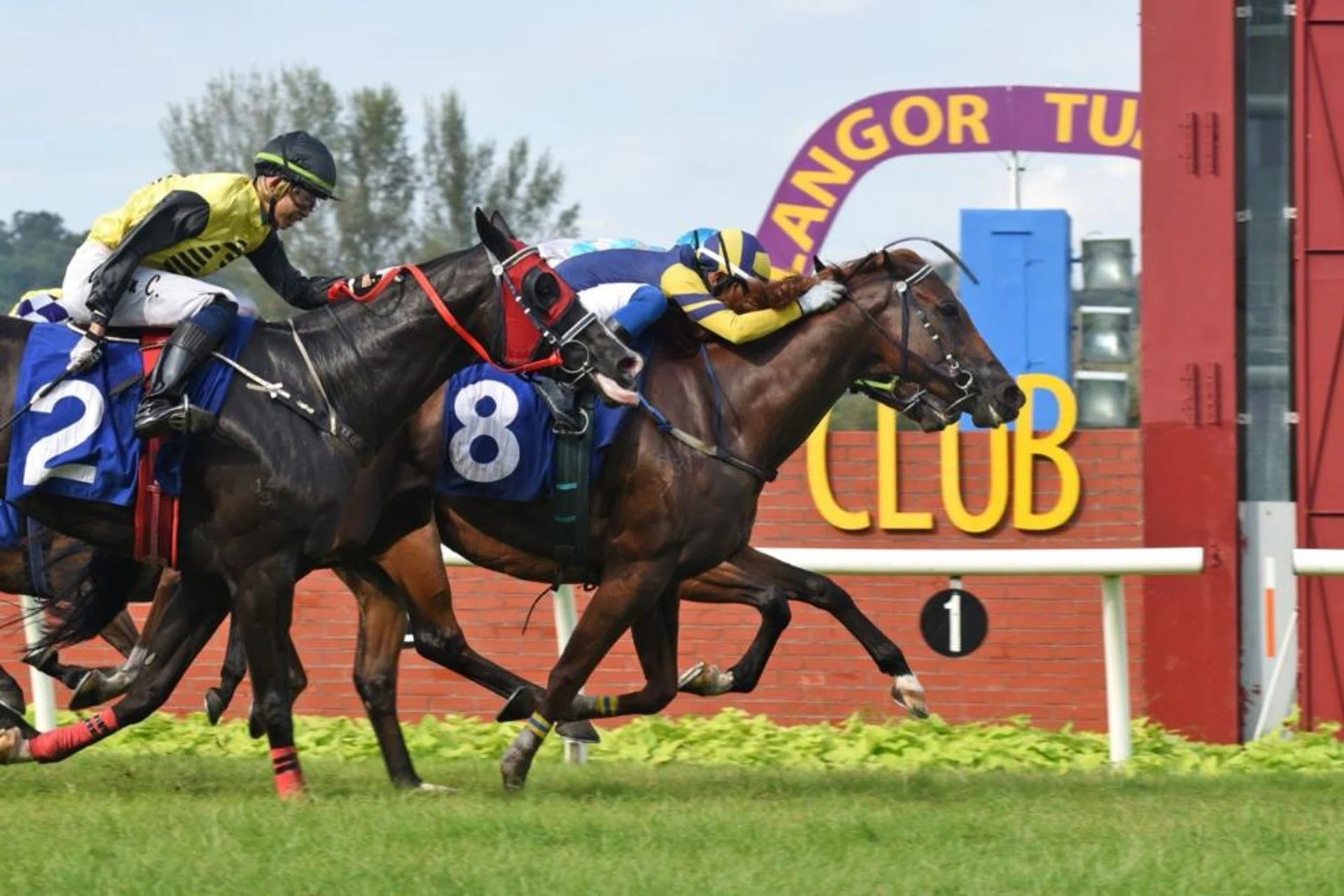 Golden Sardine (No. 8), winning a Class 3 event over 1,300m on June 4, looked good during trackwork at Kuala Lumpur on Nov 5.