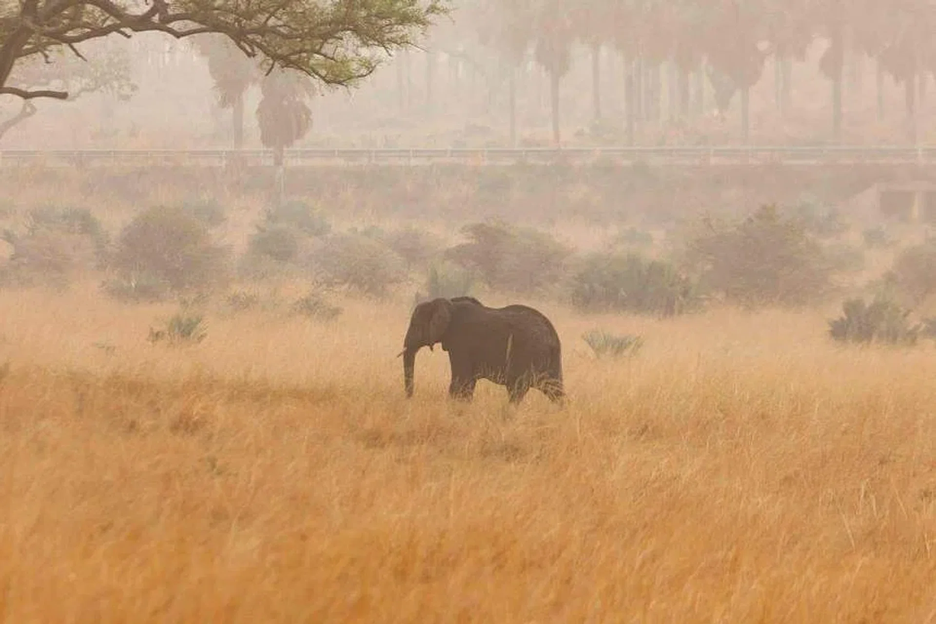 Elephant attacks on selfie seekers in India are on the rise as food scarcity forces more wild elephants out of the forest and into villages and towns. PHOTO: AFP
