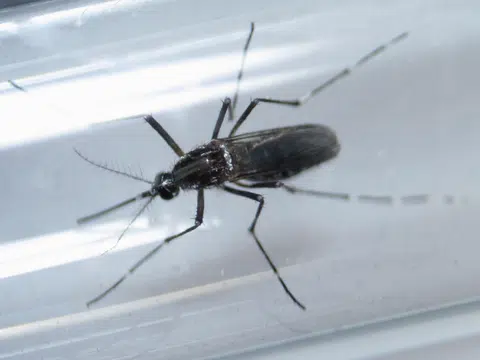 Singapore has first case of Zika virus