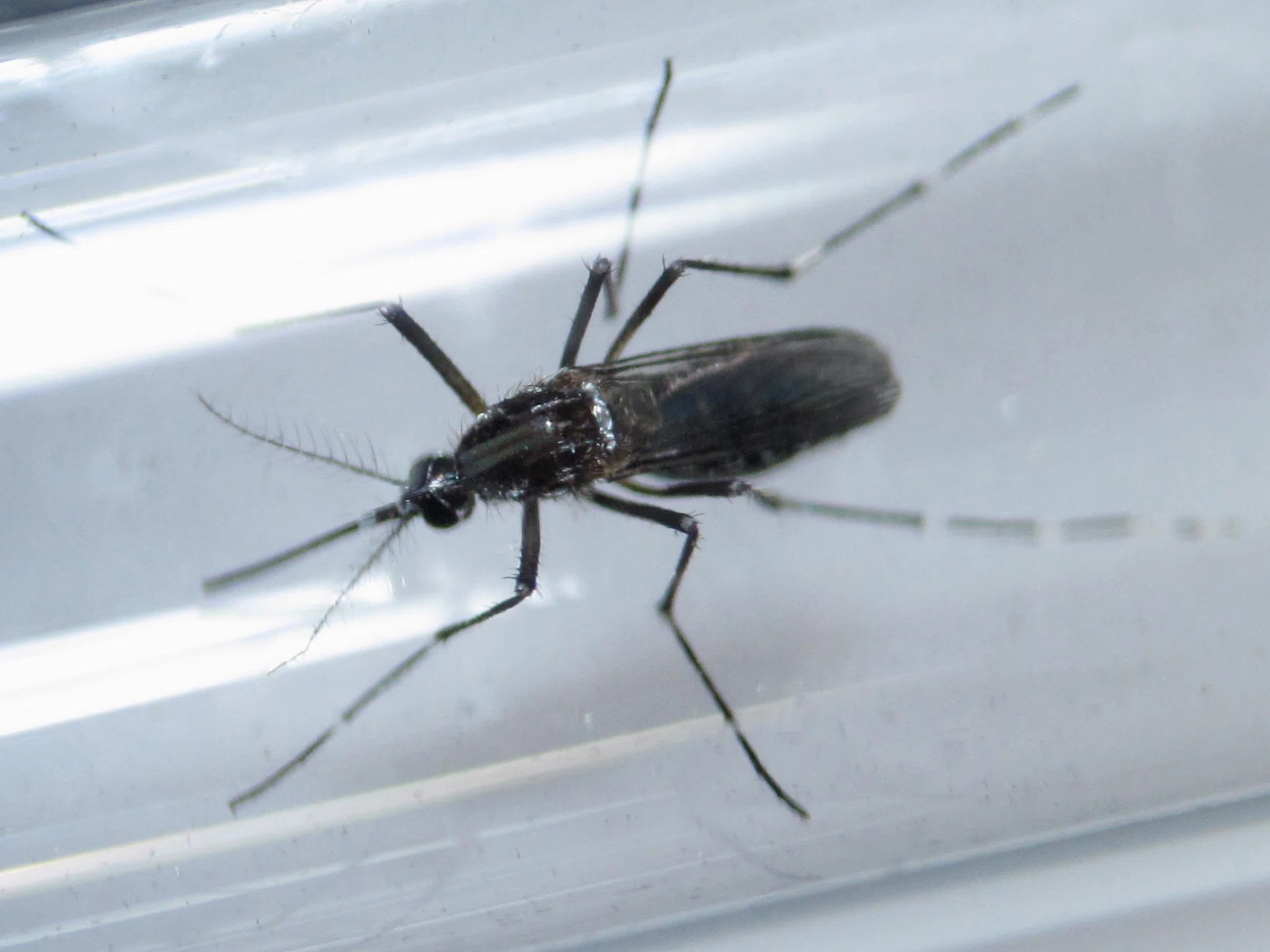 An edes aegypti mosquito is seen inside a test tube as part of a research on preventing the spread of the Zika virus