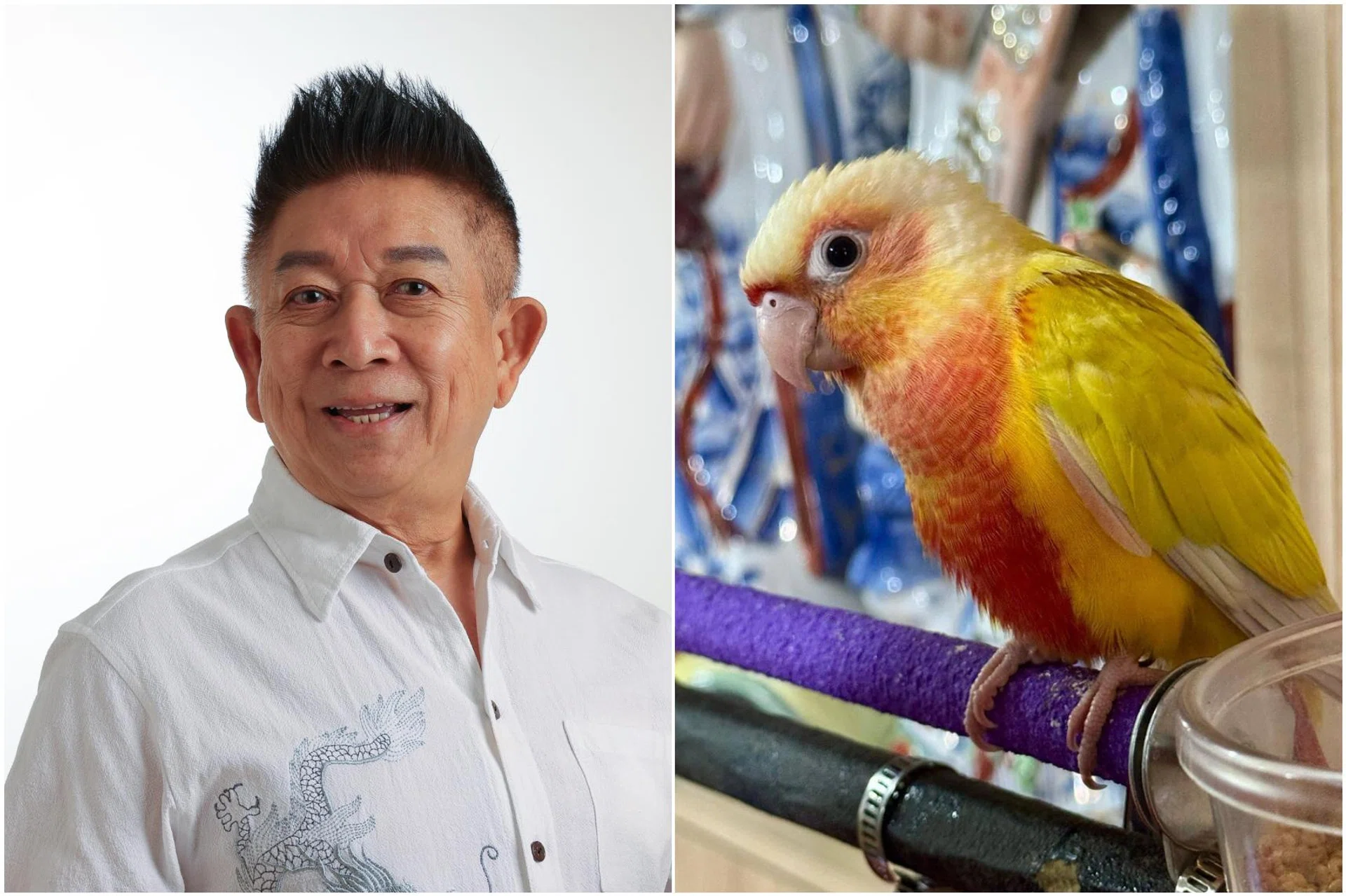 Henry Thia said his sun conure flew out of the cage while he was using an electric saw to fix its iron support.