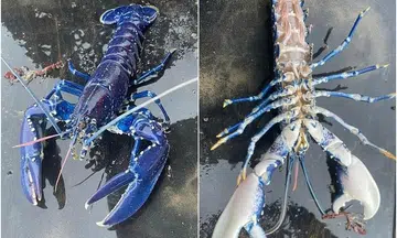 A 1-in-2 million chance catch: Irish fisherman nets rare blue lobster