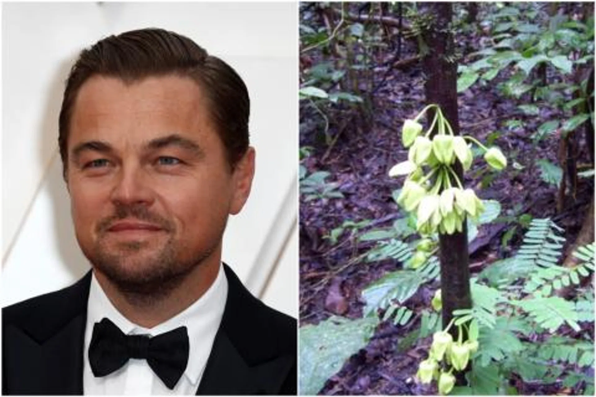 The Uvariopsis dicaprio recognises Leonardo DiCaprio's work to prevent logging in the endangered forest. 