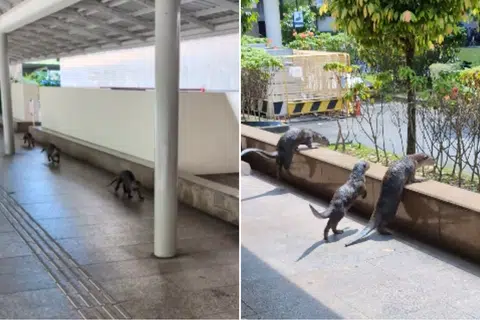 'New MRT management': Otters spotted running through Khatib MRT station