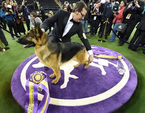 German Shepherd wins best in show